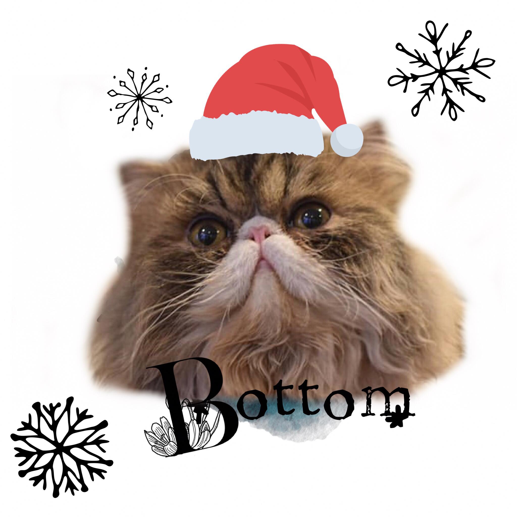 Purr-fect family Christmas celebrations at cat café!
