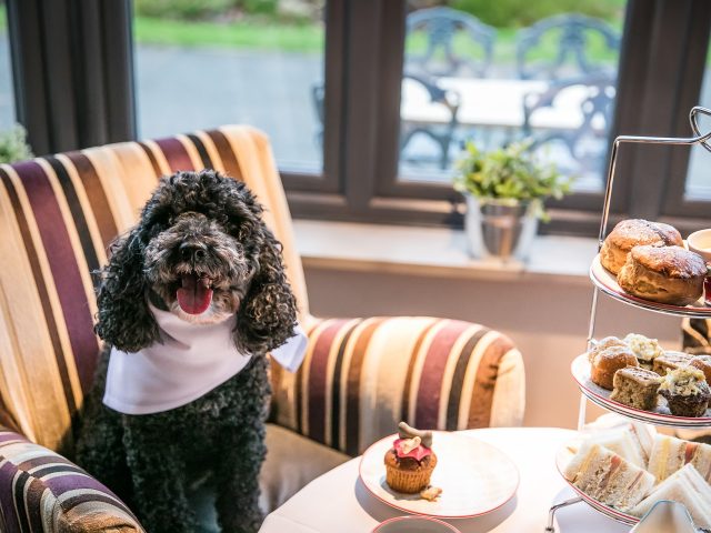 AFTERNOON TEA WEEK: The paw-fect way to enjoy sweet treats with the WHOLE family!
